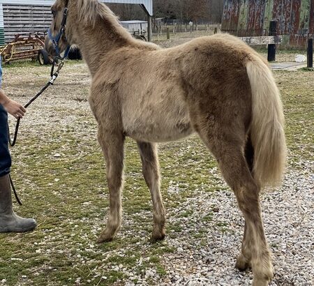 Pretty Chocolate Filly