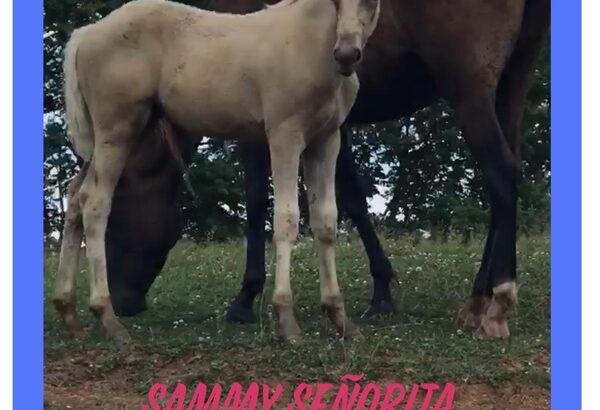 Pretty Chocolate Filly