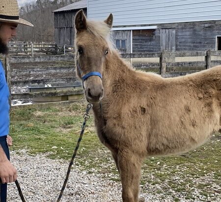 Pretty Chocolate Filly