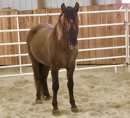 Stunning 14.3 Grulla Trail Horse