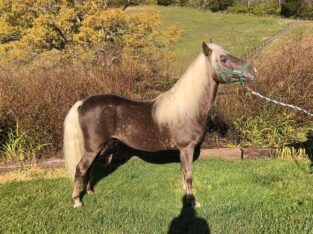 Stunning Sweet Breeding Stallion