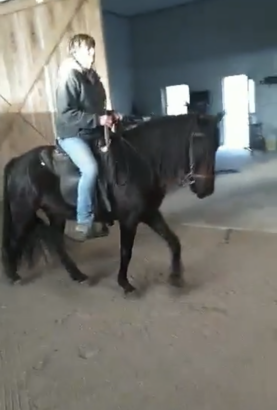 14.1 Sweet Easy To Ride Gelding