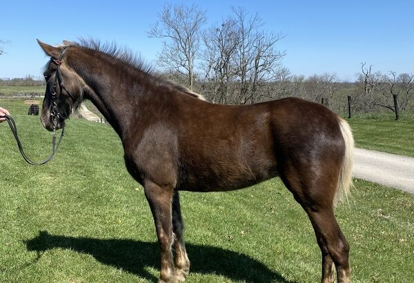 Sweet, Gorgeous Chocolate Trail Horse