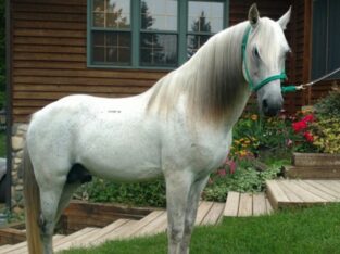 Stunning Grey Multi Grand Champion Stallion/Trail