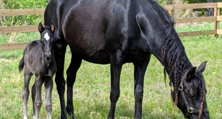 Stunning Grey Multi Grand Champion Stallion/Trail