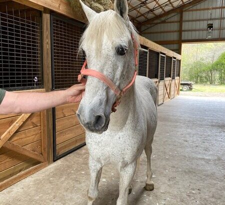 Stunning Grey Multi Grand Champion Stallion/Trail