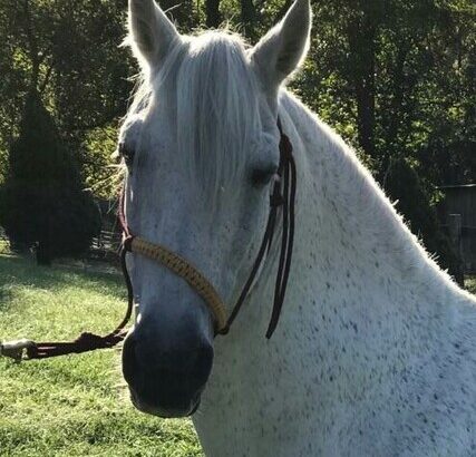 Stunning Grey Multi Grand Champion Stallion/Trail