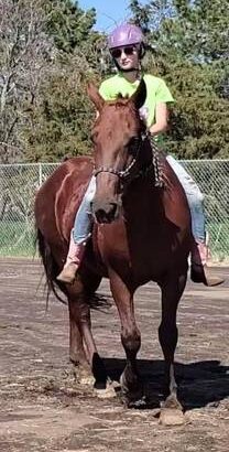 16 yo Rocky Mountain Gaited Horse Mare For Sale!