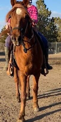 14 Year Old Missouri Fox Trotter Mare for Sale!