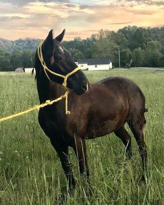 12 yr old gaited racking buddy pony 13.3