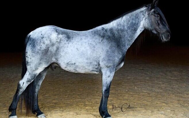 Place your bids at www.PlatinumEquineAuction.com TRICK HORSE!!! Family Safe trail horse, Super Smooth Gaited, Nice Lope!!!