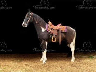 Registered Spotted Saddle Gaited Trail Gelding