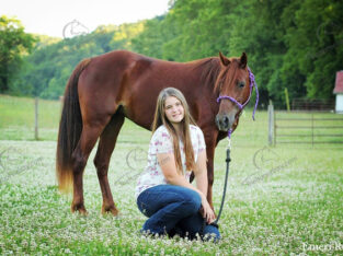 Registered Missouri Foxtrotter Gaited Trail and Show Mare