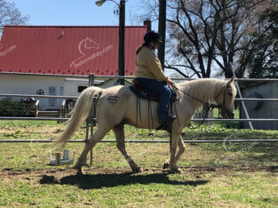 Palomino Tennessee Walking Gaited Trail Gelding