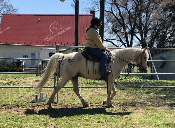 Palomino Tennessee Walking Gaited Trail Gelding