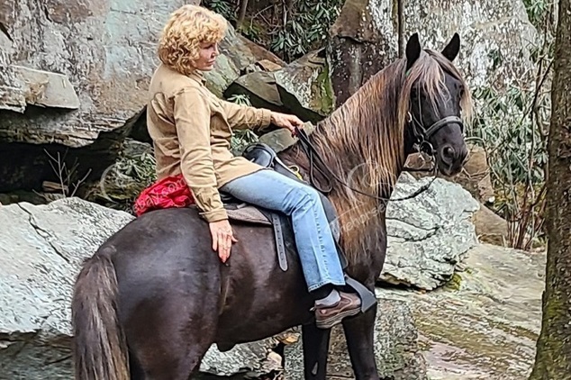 Chocolate Rocky Mountain Gaited Trail Gelding