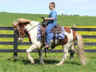 Place your bids at www.PlatinumEquineAuction.com beginner safe, great on trails, SUPER SMOOTH GAITED!!! Drives under harness as well!