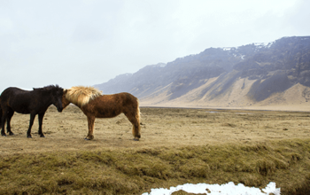 Icelandic Horses: What You Need To Know