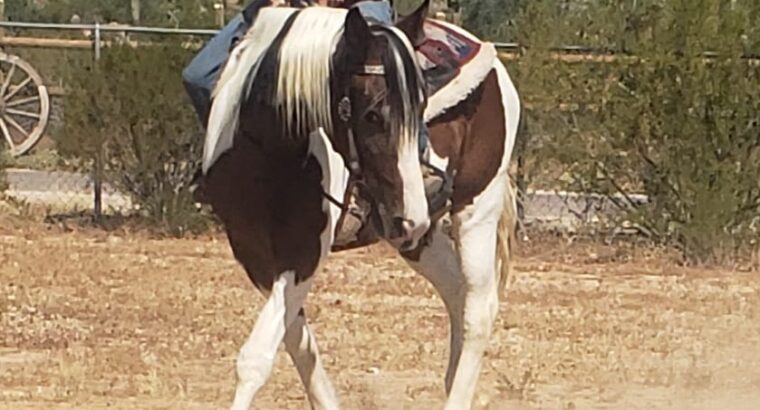 flashy draft cross gaited mare