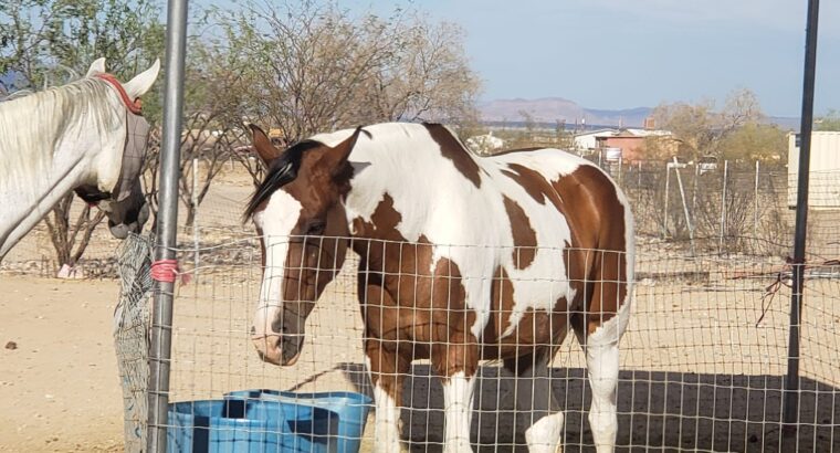 flashy draft cross gaited mare