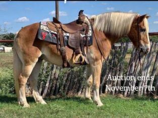 Penning, Sorting, Roping, Parades… Beginner Safe!!!