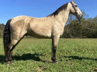 Safe trail horse, gentle for any rider on trails! Super smooth gaited and Very Flashy Buckskin!!!