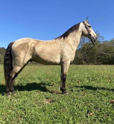 Safe trail horse, gentle for any rider on trails! Super smooth gaited and Very Flashy Buckskin!!!