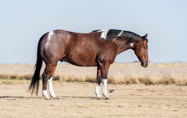 Ranch/Trail Ready, Penning, Sorting, Ropes Head/Heels… Family Safe!!!