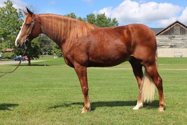 gentle for any rider on trails or around the ranch! Good handle, very gentle for beginners!!!