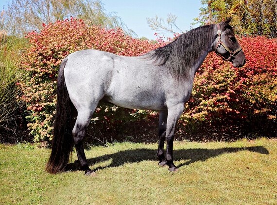 Safe trail horse, gentle for any rider on trails! Super smooth gaited and Very Flashy, TRUE BLUE ROAN