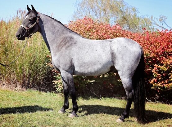 Safe trail horse, gentle for any rider on trails! Super smooth gaited and Very Flashy, TRUE BLUE ROAN