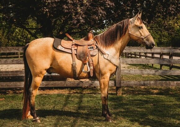 .PlatinumEquineAuction.com Super smooth gaited, well broke, fancy buckskin gelding. Great on trails and traffic safe!