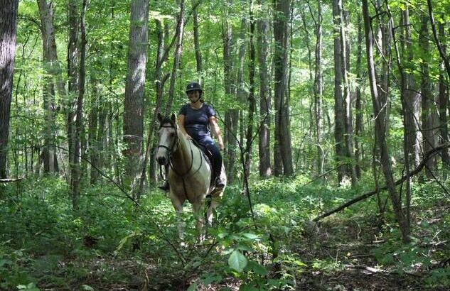 Trail horse, Dressage prospect, proven Jumper