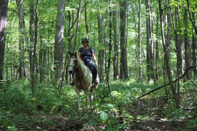 Trail horse, Dressage prospect, proven Jumper