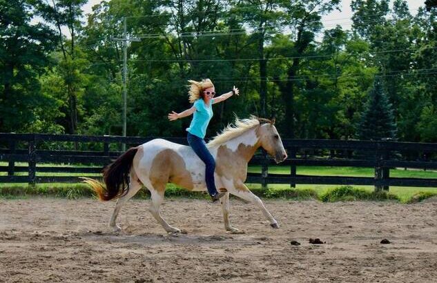 Trail horse, Dressage prospect, proven Jumper