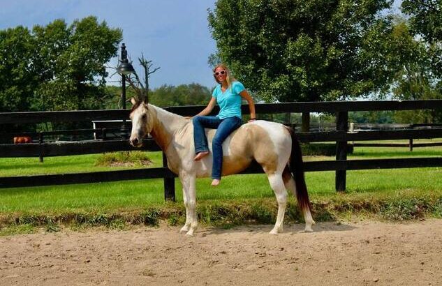 Trail horse, Dressage prospect, proven Jumper