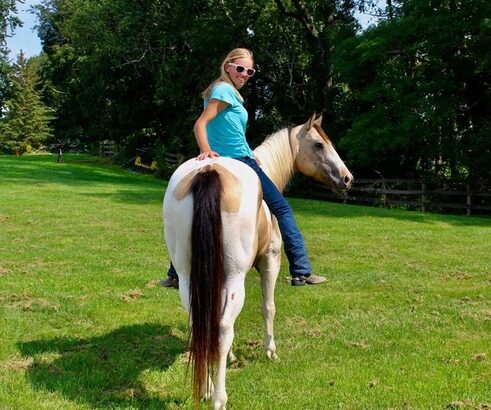 Trail horse, Dressage prospect, proven Jumper