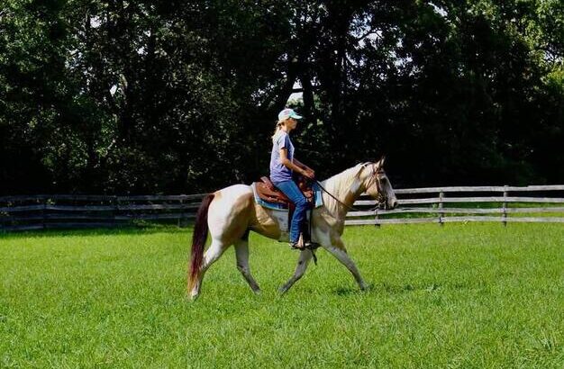 Trail horse, Dressage prospect, proven Jumper