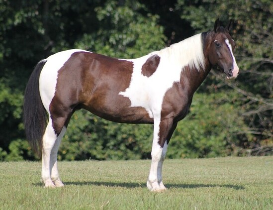 Ready for Ranch work or trail rides! Beginner safe, good handle, Natural Horsemanship and Liberty Trained!!