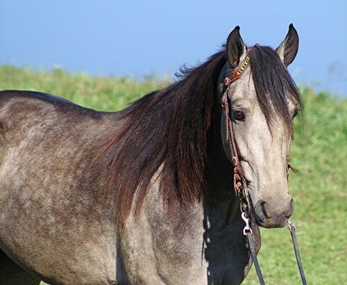 Super smooth gaited and Very Flashy Buckskin!!!