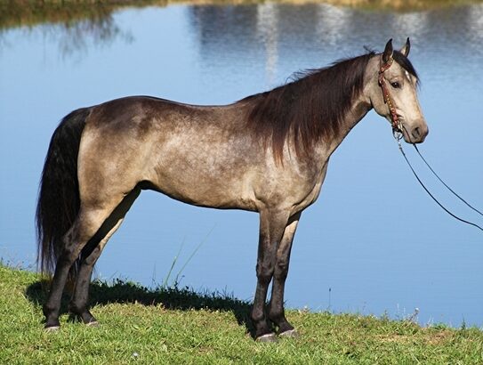 afe trail horse, gentle for any rider on trails! Super smooth gaited and Very Flashy Buckskin!!!