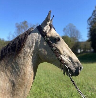 Safe trail horse, gentle for any rider on trails! Super smooth gaited and Very Flashy Buckskin!!!