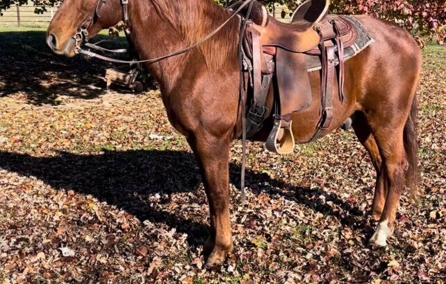 Rich Sorrel Missouri Fox Trotter Trail Gelding