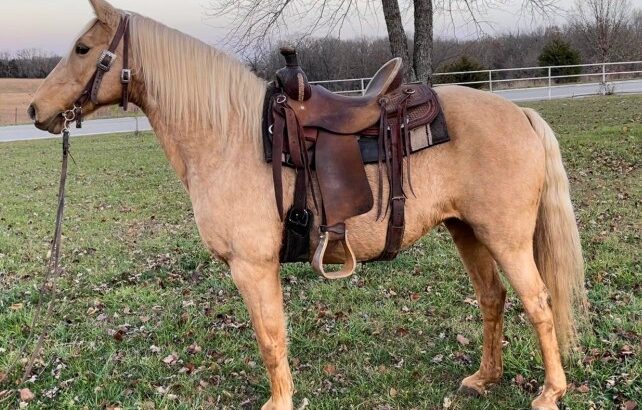 Golden Palomino Missouri Fox Trotter Trail Riding Mare