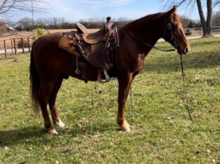 Rich Sorrel Missouri Fox Trotter Trail Gelding