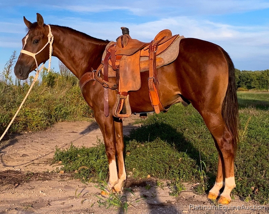 Online Auction, Top Prospect for Ranch, Roping, Cowhorse, Lots of Chrome!