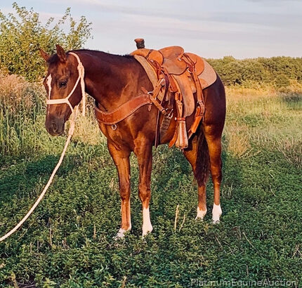 Family safe ranch horse, gentle for any rider on trails or around the ranch! Big Stout Draftcross!!!