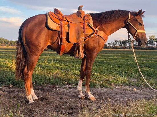 Family safe ranch horse, gentle for any rider on trails or around the ranch! Big Stout Draftcross!!!