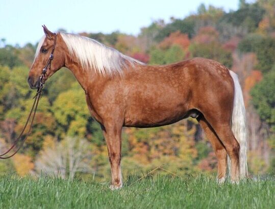 Super smooth gaited and Very Flashy Dark Gold Palomino