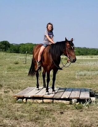 Penning, Sorting, Roping, Parades… Beginner Safe!!!